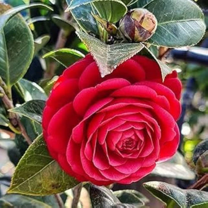 Bees Plant Hub Camellia Red (Camellia Japonica) Rare Flowering Live Plant
