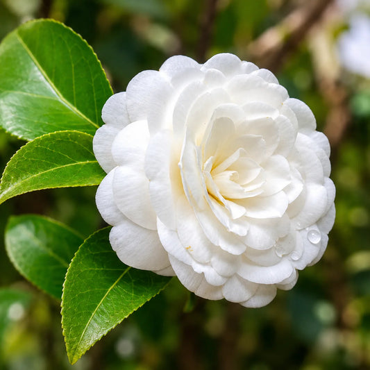 Bees Plant Hub Camellia White (Tree Rose) Rare All Time Flowering Live Plant