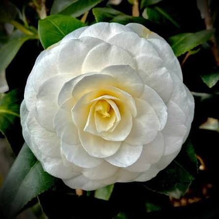 Bees Plant Hub Camellia White (Tree Rose) Rare All Time Flowering Live Plant
