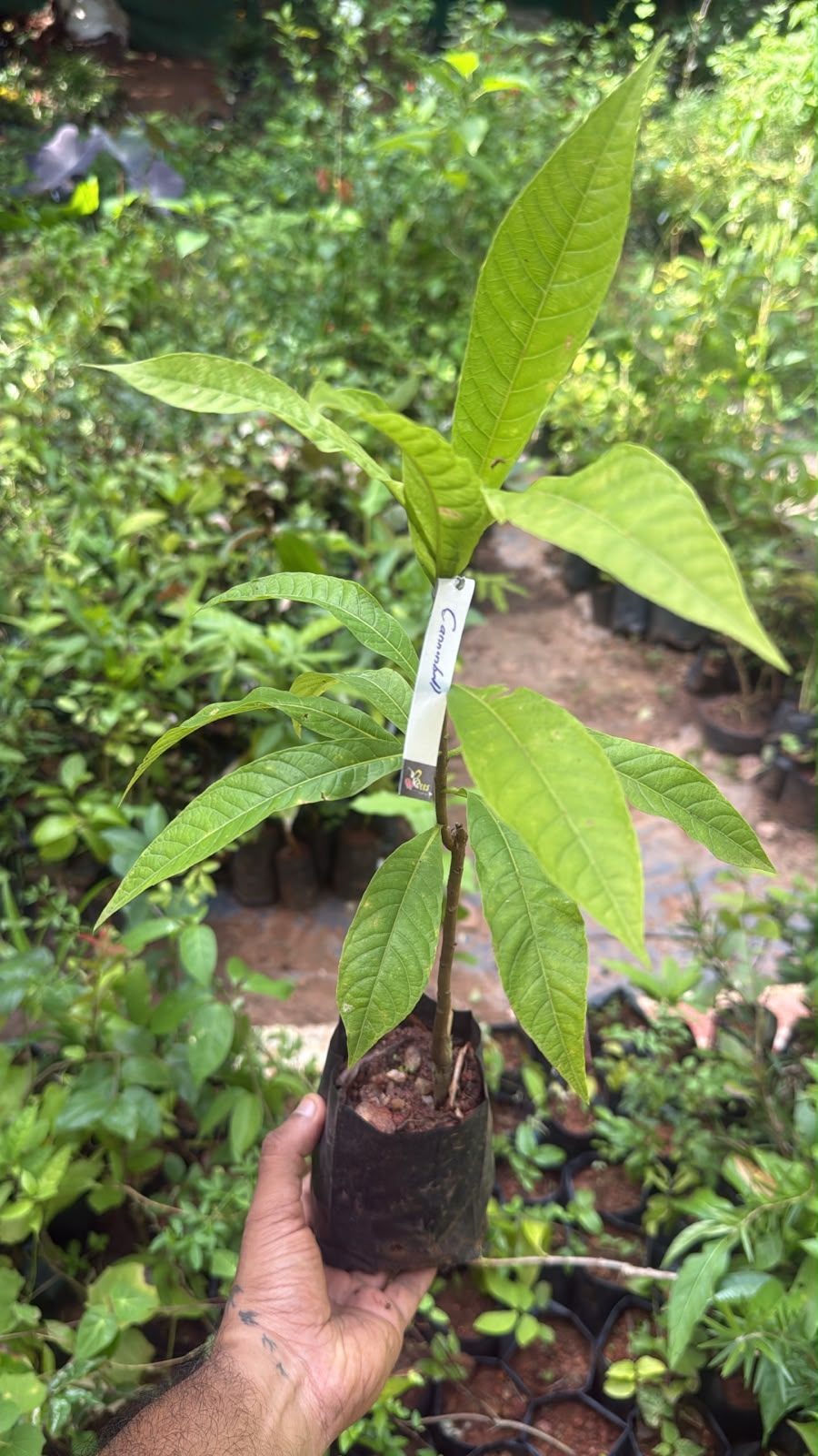 Bees Plant Hub Cannonball / KailashPati (Naga lingam) Tree Layered Live Plant