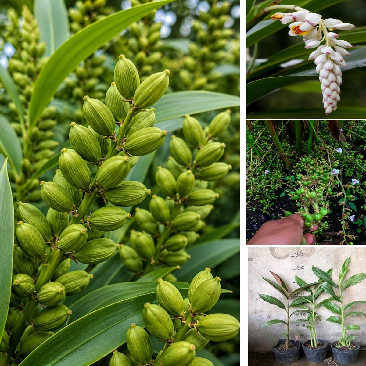 Bees Plant Hub Cardamom (Elaichi) Spice Plant