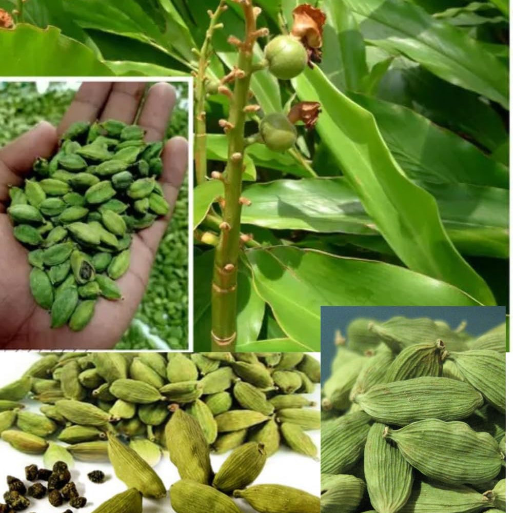 Bees Plant Hub Cardamom (Elaichi) Spice Plant