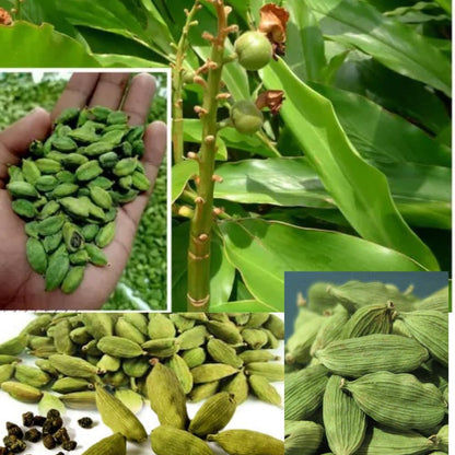 Bees Plant Hub Cardamom (Elaichi) Spice Plant