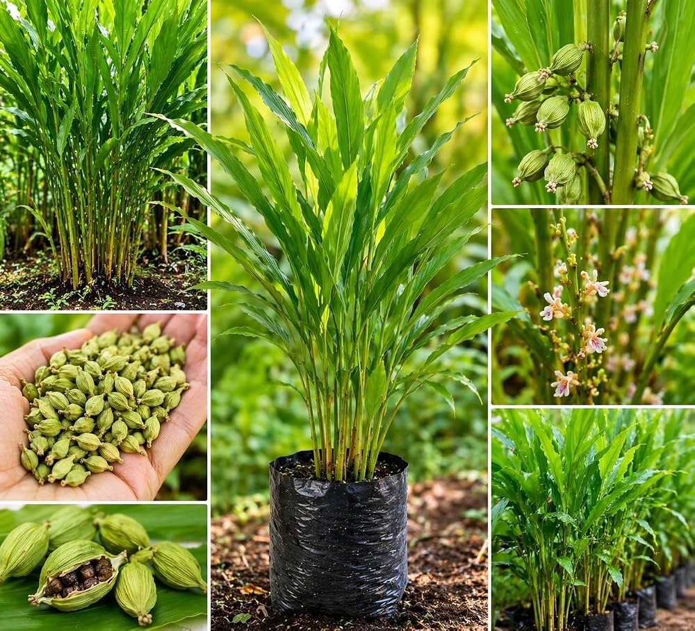 Bees Plant Hub Cardamom (Elaichi) Spice Plant