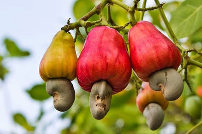 Bees Plant Hub Cashew Nut / Kaju Plant (Anacardium occidentale) Fruit Live Plant
