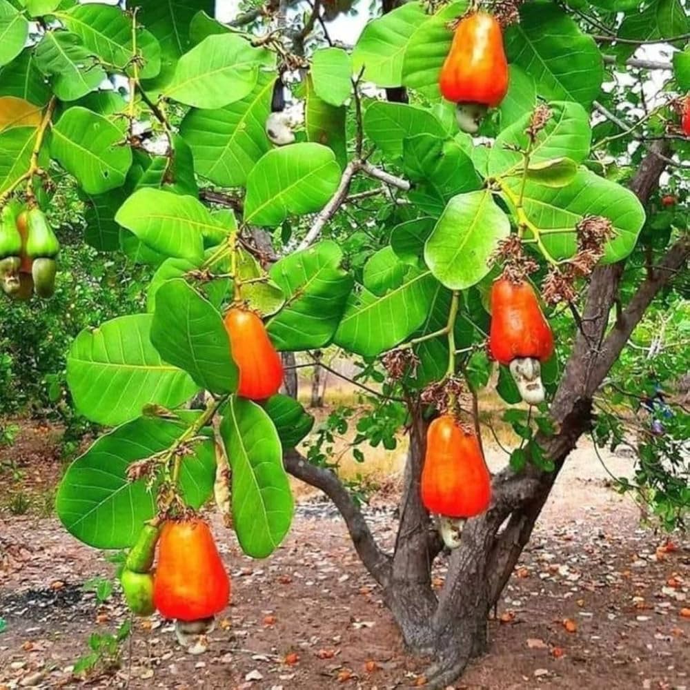 Bees Plant Hub Cashew Nut / Kaju Plant (Anacardium occidentale) Fruit Live Plant