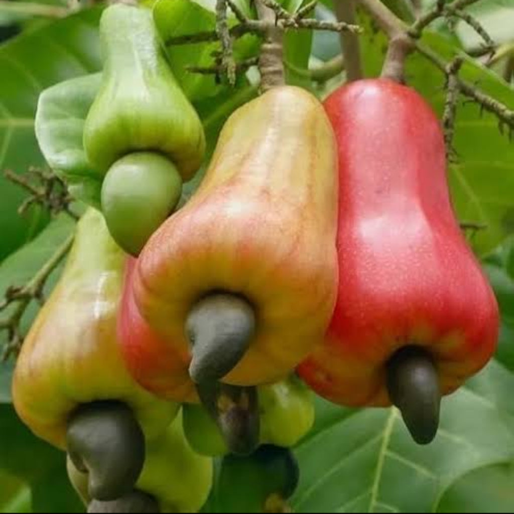 Bees Plant Hub Cashew Nut / Kaju Plant (Anacardium occidentale) Fruit Live Plant