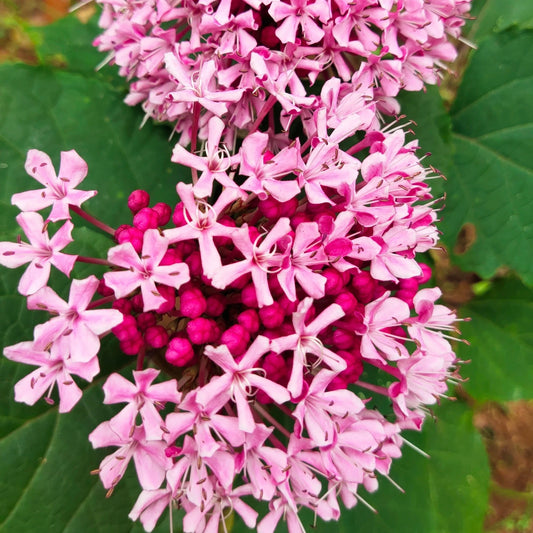 Bees Plant Hub Cashmere Bouquet (Clerodendrum bungei) Layered Flowering Live Plant