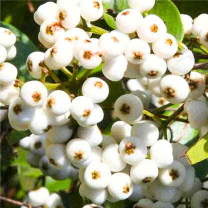 Cat Eye Fruit Plant (Poochapazham) – Rare Exotic Fruit Live Plant