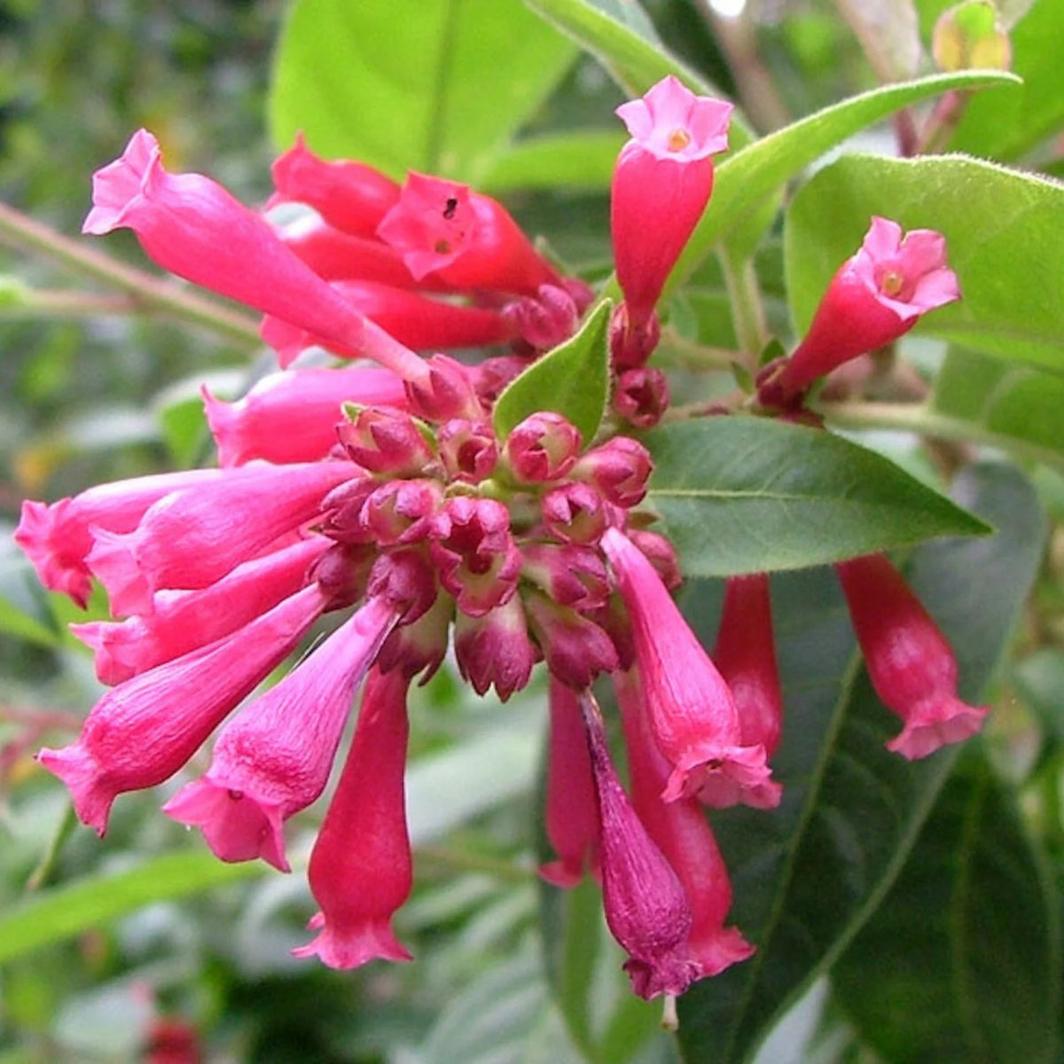 Bees Plant Hub Night Blooming Jasmine Red (Cestrum elegans) Rare Flowering Live Plant