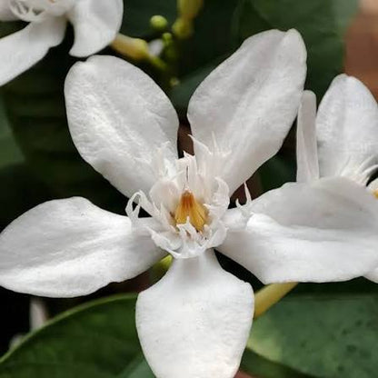 Bees Plant Hub Ceylon Jasmine Fragrant (Wrightia Antidysenterica) Flowering Live Plant