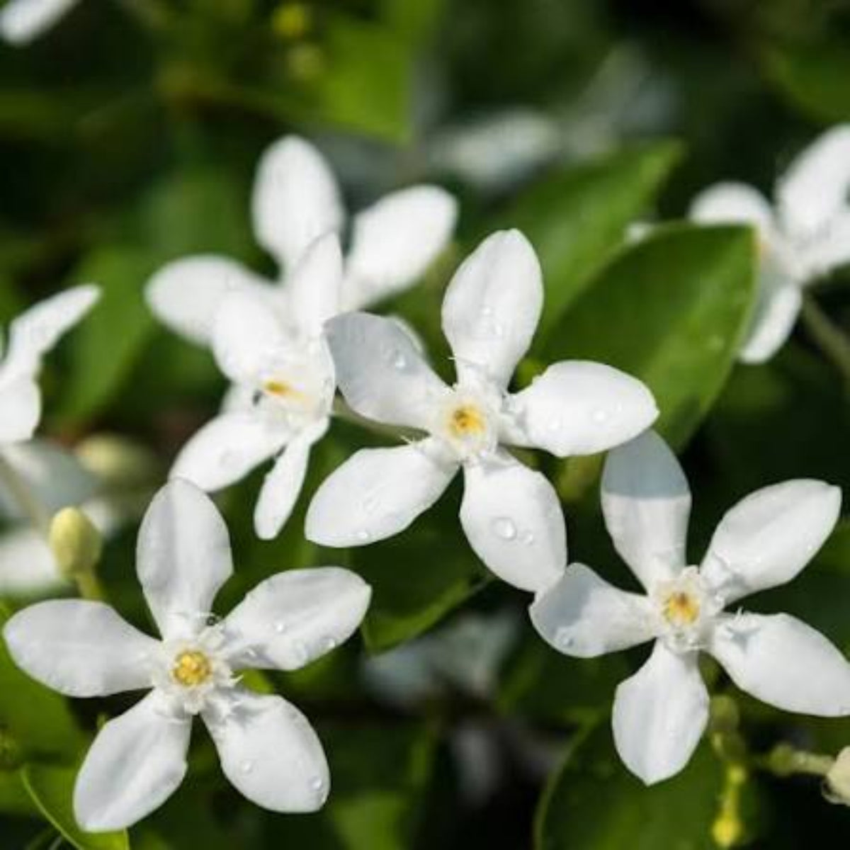 Bees Plant Hub Ceylon Jasmine Fragrant (Wrightia Antidysenterica) Flowering Live Plant