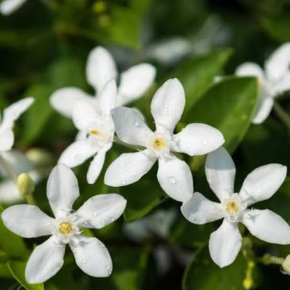 Bees Plant Hub Ceylon Jasmine Fragrant (Wrightia Antidysenterica) Flowering Live Plant