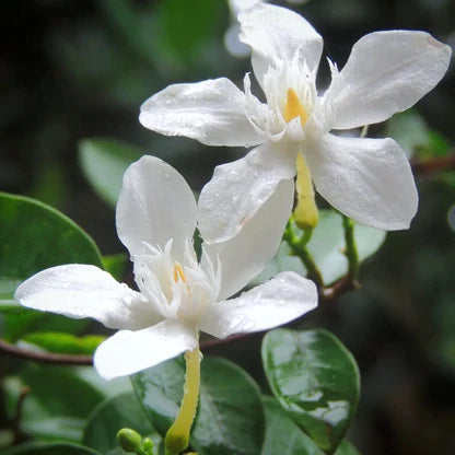 Bees Plant Hub Ceylon Jasmine Fragrant (Wrightia Antidysenterica) Flowering Live Plant