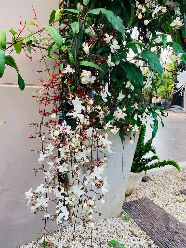Bees Plant Hub Chains of Glory Flowering Live Plant