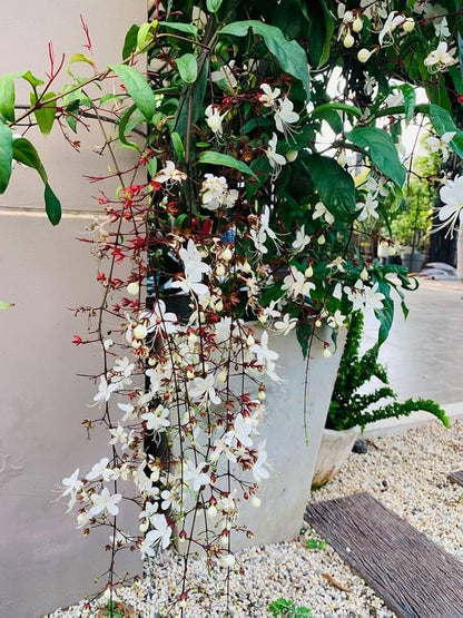 Bees Plant Hub Chains of Glory Flowering Live Plant