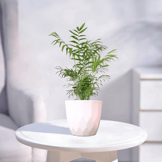 Chamaedorea Palm | Indoor Plant