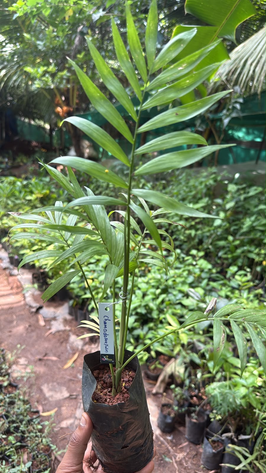 Bees Plant Hub Chamaedorea Palm | Indoor Plant