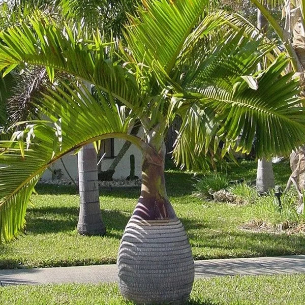 Bees Plant Hub Champagne Palm Ornamental Live Plant