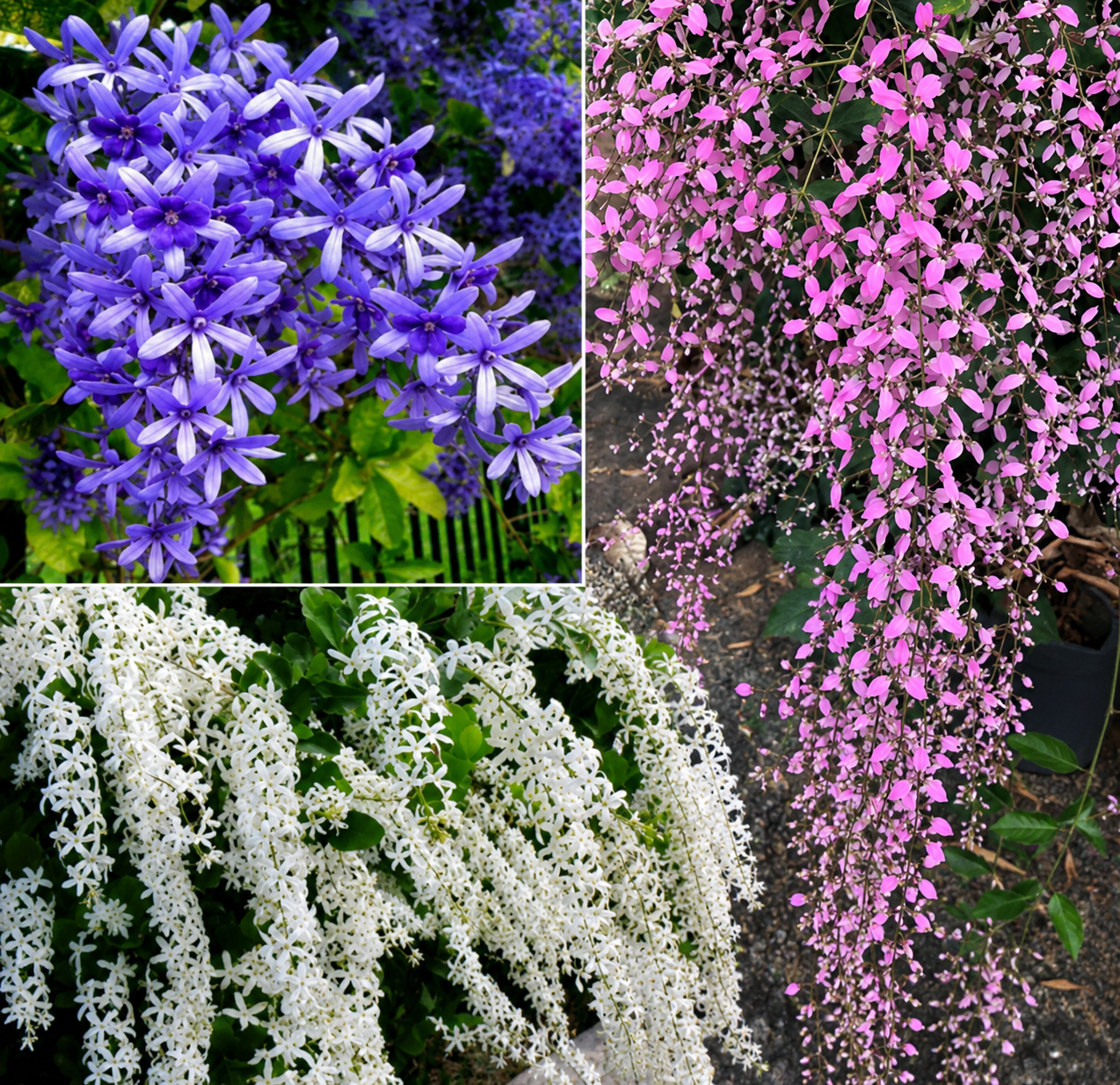 Bees Plant Hub Colourful Creeper Trio - Congea, White Petrea and Blue Petrea Combo Live Plant