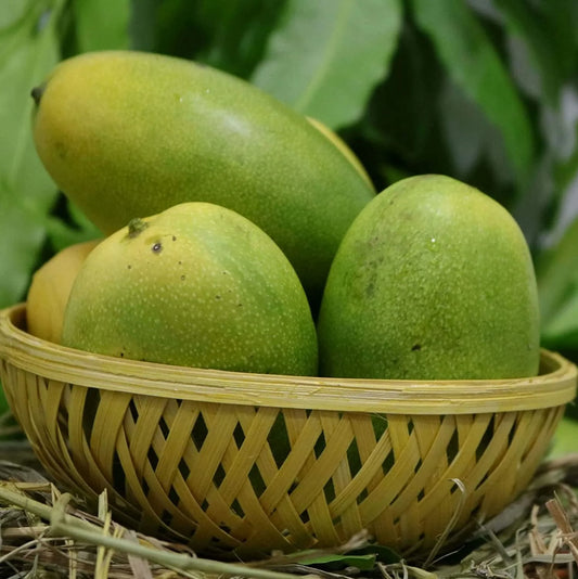 Bees Plant Hub Cheruku Rasalu Mango Grafted Live Plant