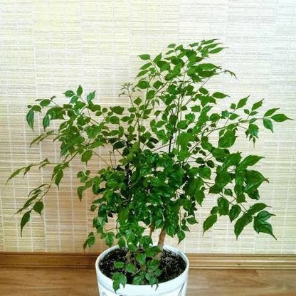 Bees Plant Hub China Doll (Radermachera sinica) Indoor / Outdoor Live Plant