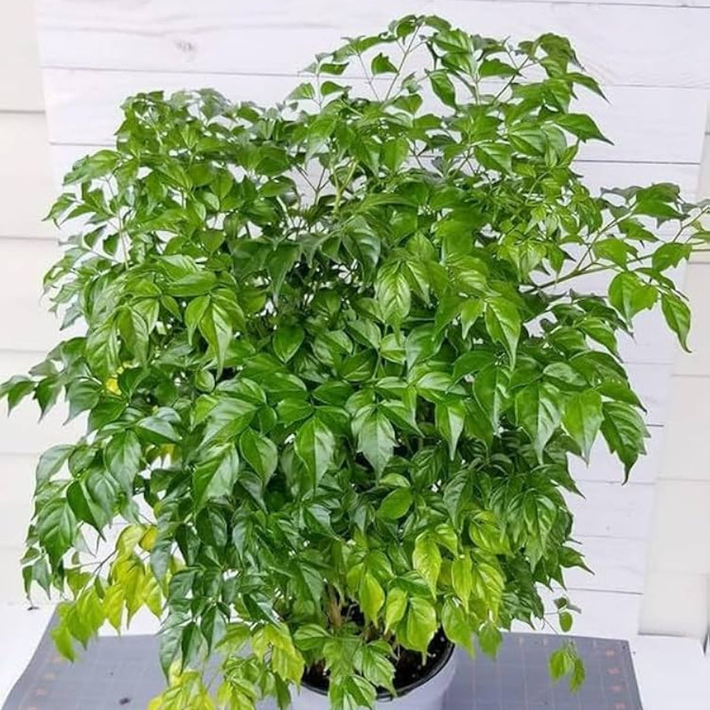 Bees Plant Hub China Doll (Radermachera sinica) Indoor / Outdoor Live Plant