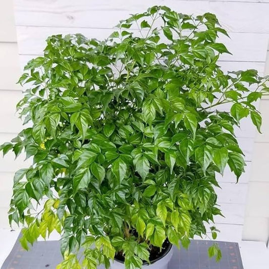 Bees Plant Hub China Doll (Radermachera sinica) Indoor / Outdoor Live Plant