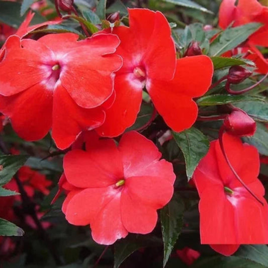 Bees Plant Hub Chinese Balsam Red (Impatiens balsamina) Rare All Time Flowering Live Plant