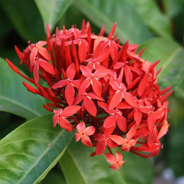Bees Plant Hub Chinese Ixora All Time Flowering Live Plant