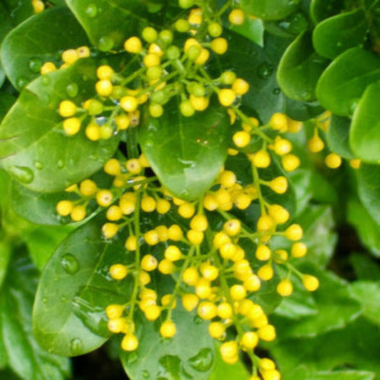 Bees Plant Hub Chinese Perfume (Aglaia odorata) Flowering Live Plant