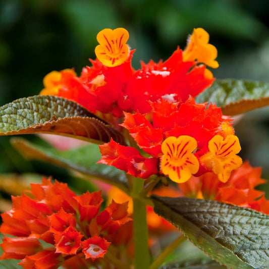 Bees Plant Hub Chrysothemis Pulchella (sunset bells) All Time Flowering Live Plant