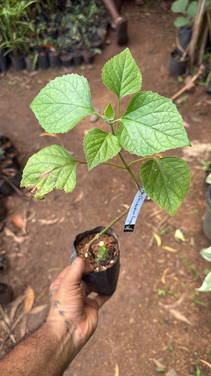 Bees Plant Hub Clerodendrum Fragrans All Time Flowering Live Plant