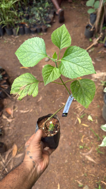 Bees Plant Hub Clerodendrum Fragrans All Time Flowering Live Plant