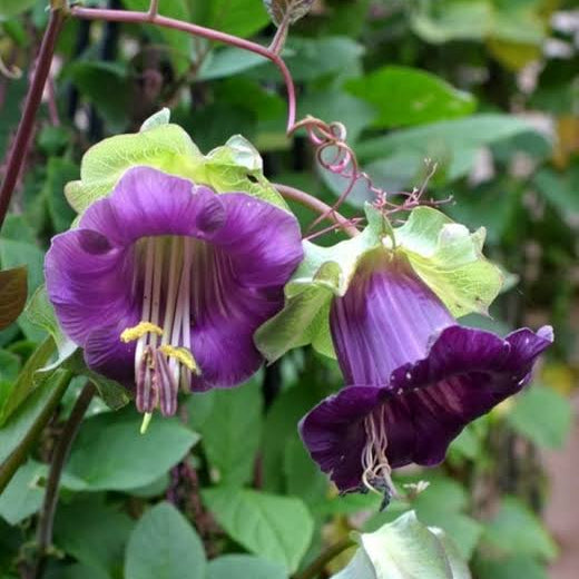 Bees Plant Hub Cobaea Scandens (Cup and Saucer Vine) Flowering Creeper Rare Live Plant