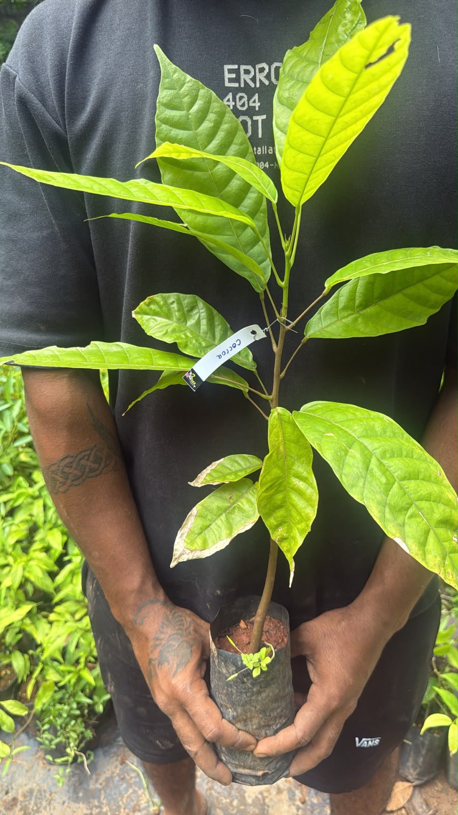 Bees Plant Hub Cocoa - chocolate Tree Live Plant