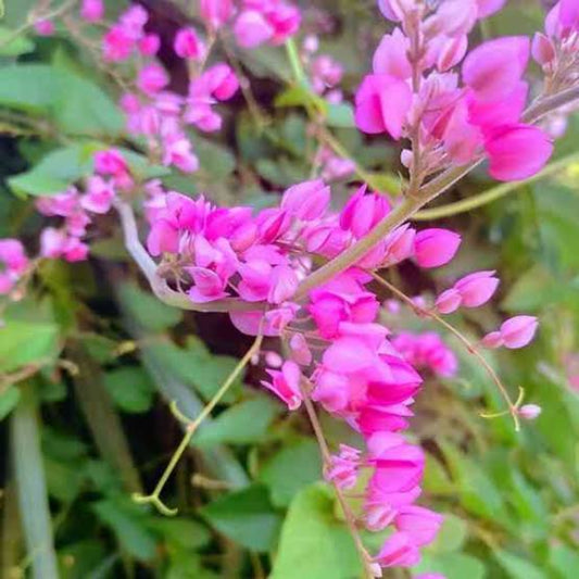 Bees Plant Hub Coral Vine Mexican creeper (Antigonon leptopus) Flowering Live Plant