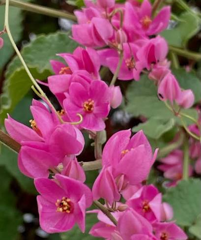 Bees Plant Hub Coral Vine Mexican creeper (Antigonon leptopus) Flowering Live Plant