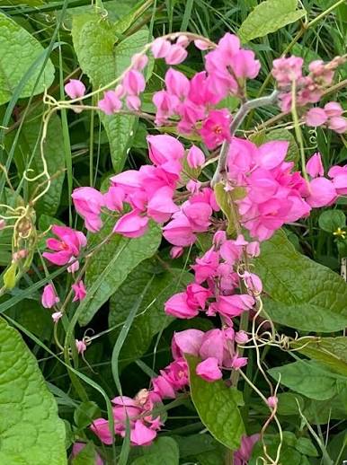 Bees Plant Hub Coral Vine Mexican creeper (Antigonon leptopus) Flowering Live Plant