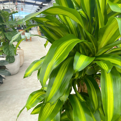 Corn Plant (Dracaena fragrans 'Massangeana') Indoor / Outdoor Live Plant