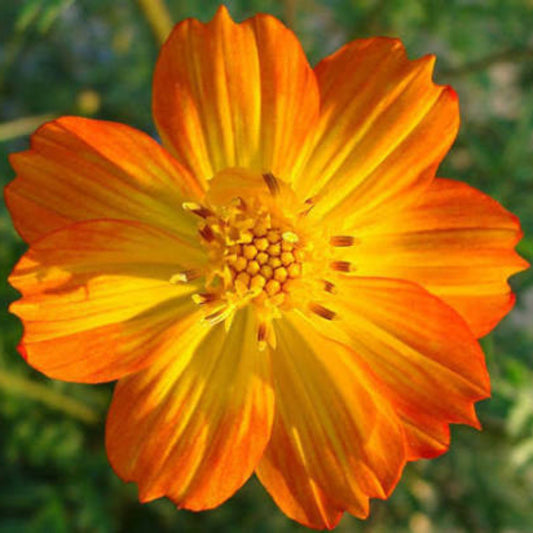 Bees Plant Hub Cosmos Orange and Yellow Mix Flowering Live Plant