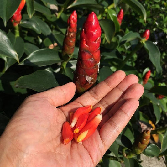Bees Plant Hub Costus Red (Dolomiaea costus) Flowering Live Plant