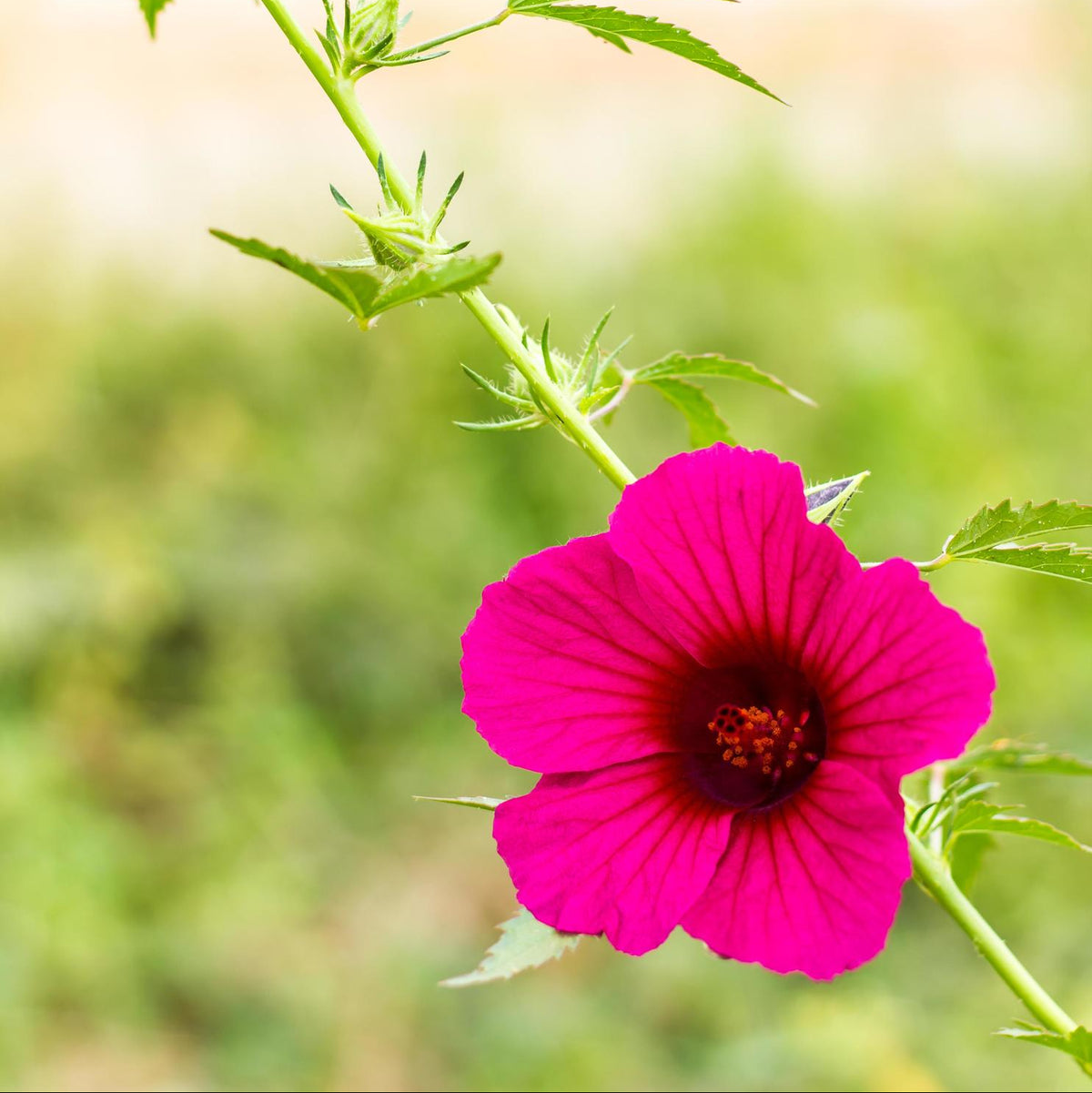 Bees Plant Hub Cranberry hibiscus Pink Flowering Live Plant