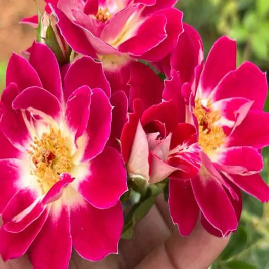 Bees Plant Hub Creeper Rose Single Petal Rare Flowering Live Plant