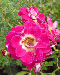 Bees Plant Hub Creeper Rose Single Petal Rare Flowering Live Plant