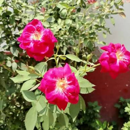 Bees Plant Hub Creeper Rose Single Petal Rare Flowering Live Plant