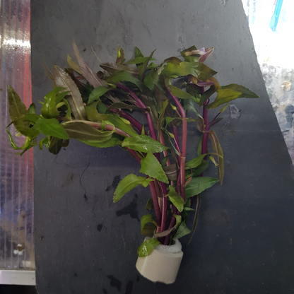 Creeping Marshweed (Limnophila repens) Aquarium Live Plant