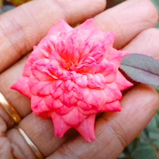 Cri Cri Rose Pink Grafted Rare Flowering Live Plant