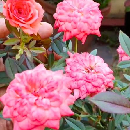 Bees Plant Hub Cri Cri Rose Pink Grafted Rare Flowering Live Plant