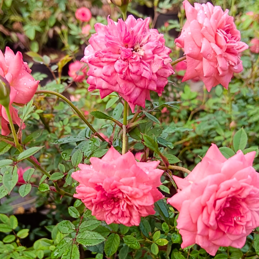 Bees Plant Hub Cri Cri Rose Pink Grafted Rare Flowering Live Plant